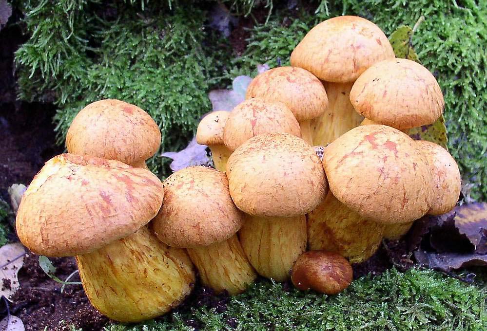 Gymnopilus spectabilis